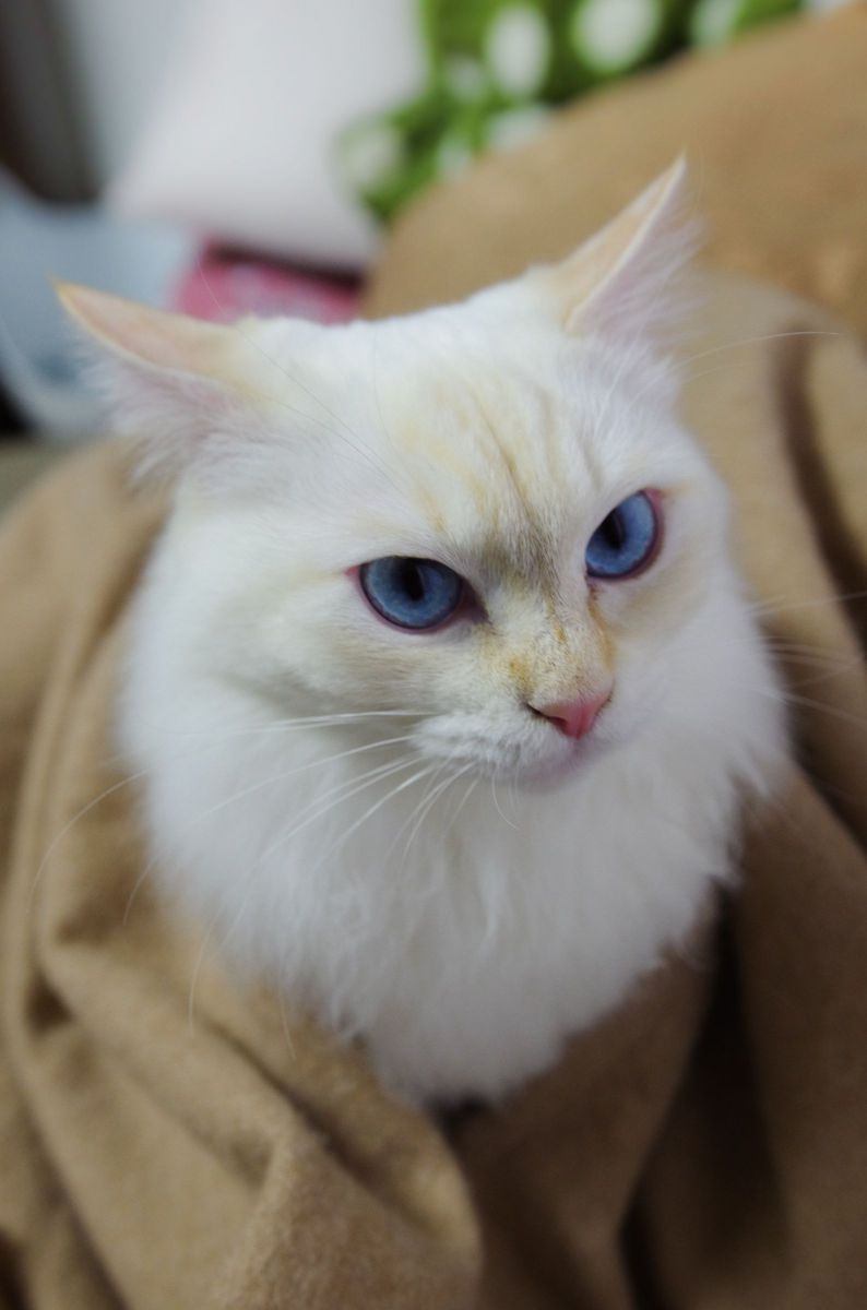 ぬっと出てきたけれど私は機嫌が悪いのよ 動物 猫 Ganref