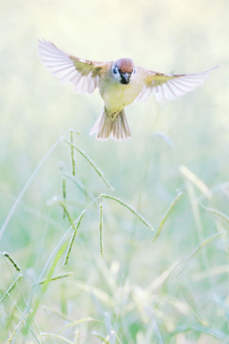 羽ばたく | GANREF