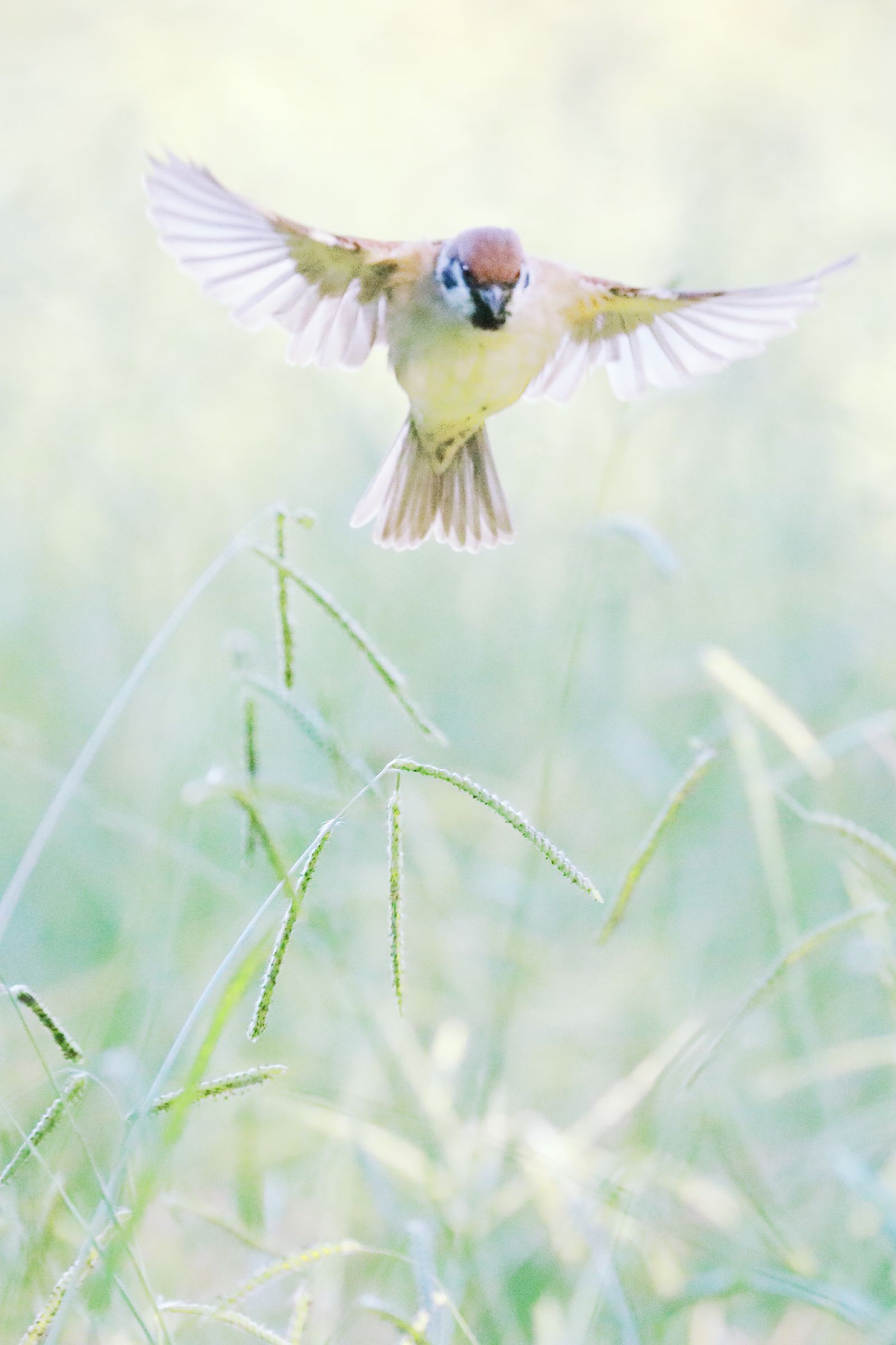 羽ばたく | GANREF