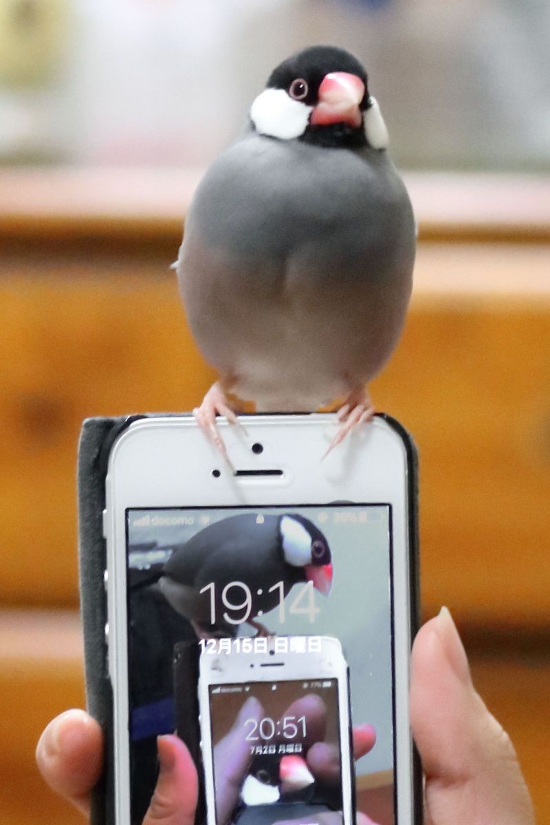 スマホ スマホ文鳥 動物 鳥類 Ganref