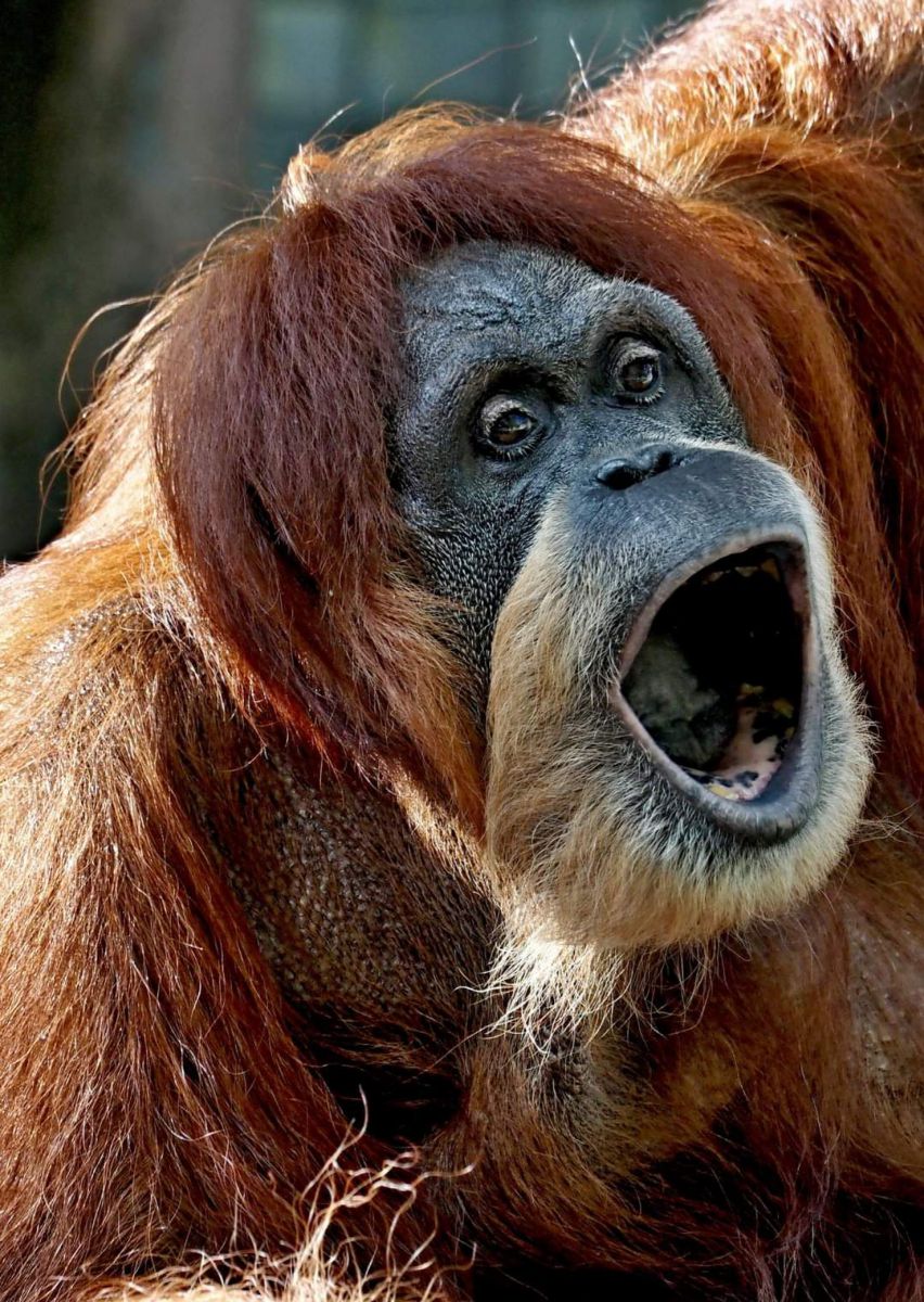 オラウータン！ | GANREF