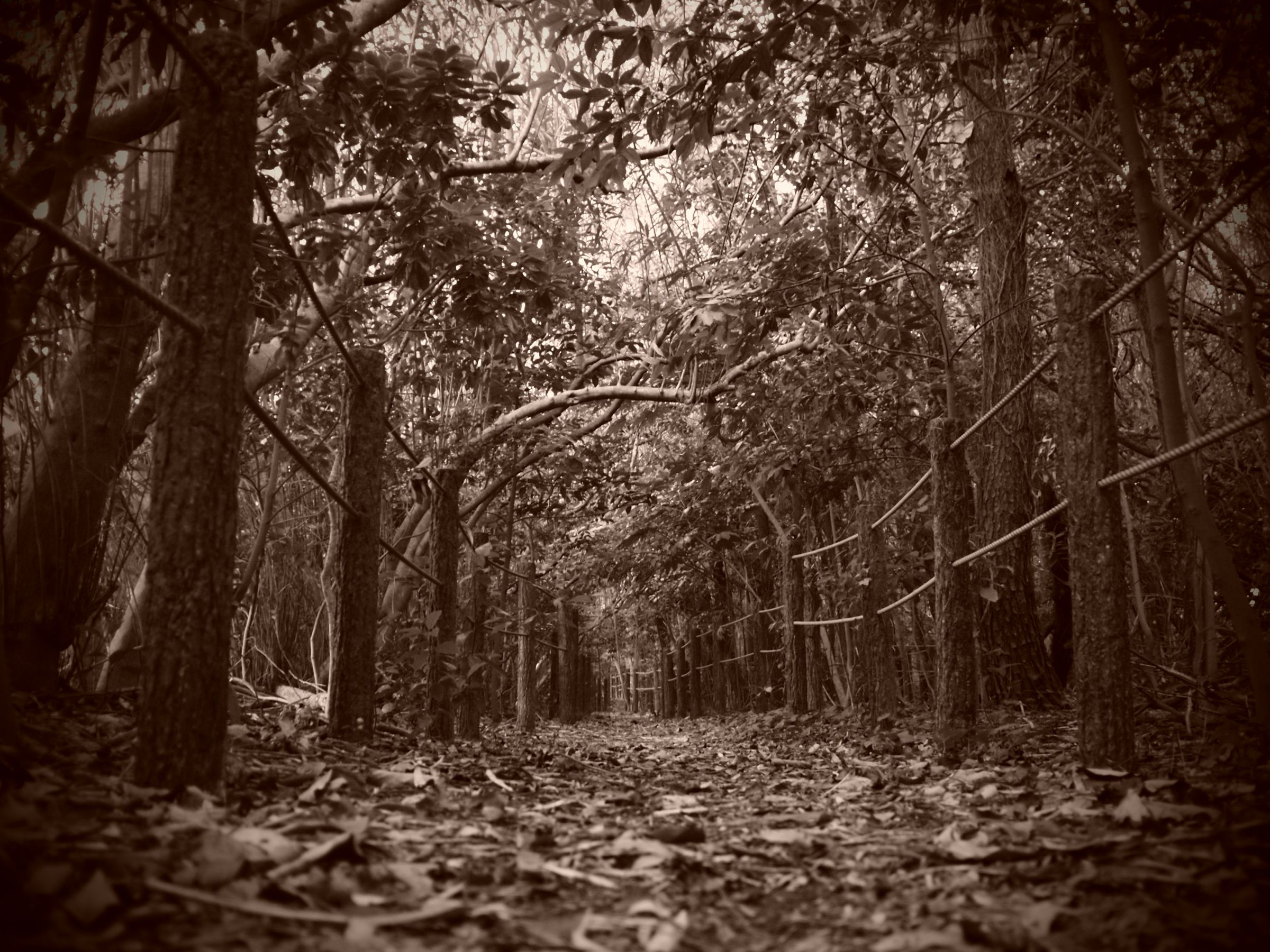 廃盤　OGAWA Liberty Forest Dome 5 廃盤】小川テント リバティーフォレスト ドーム5 おまけ付き