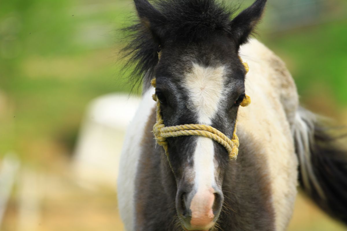S-0475 よっさん Sさん専用 5個 ズーム直流電源 ZX-Sシリーズ | 高砂製作所 | MISUMI(