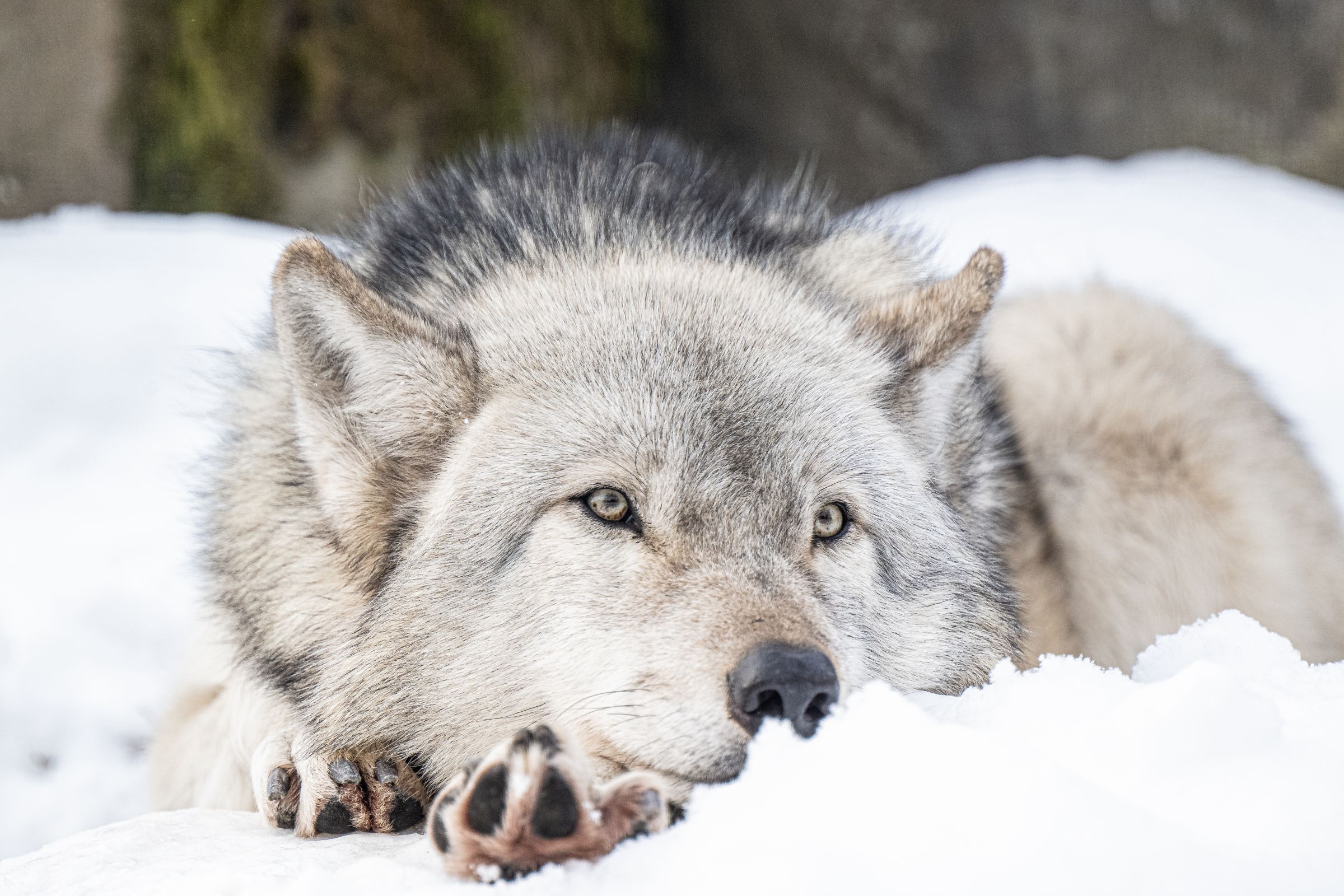最終値下げ】HANSA ハンサ シンリンオオカミ ぬいぐるみ 51lUYAzLccL