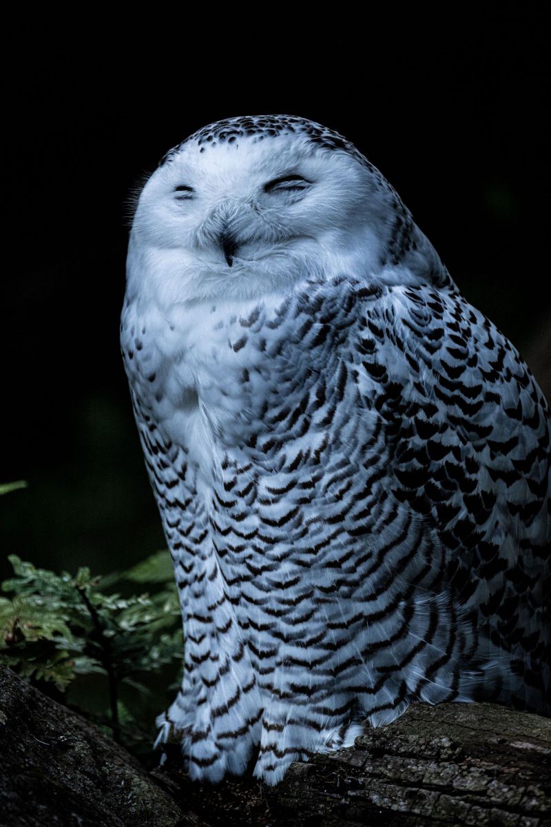 MDAwMDA2MzkwMQ_MC44OTY2ODMwMCA