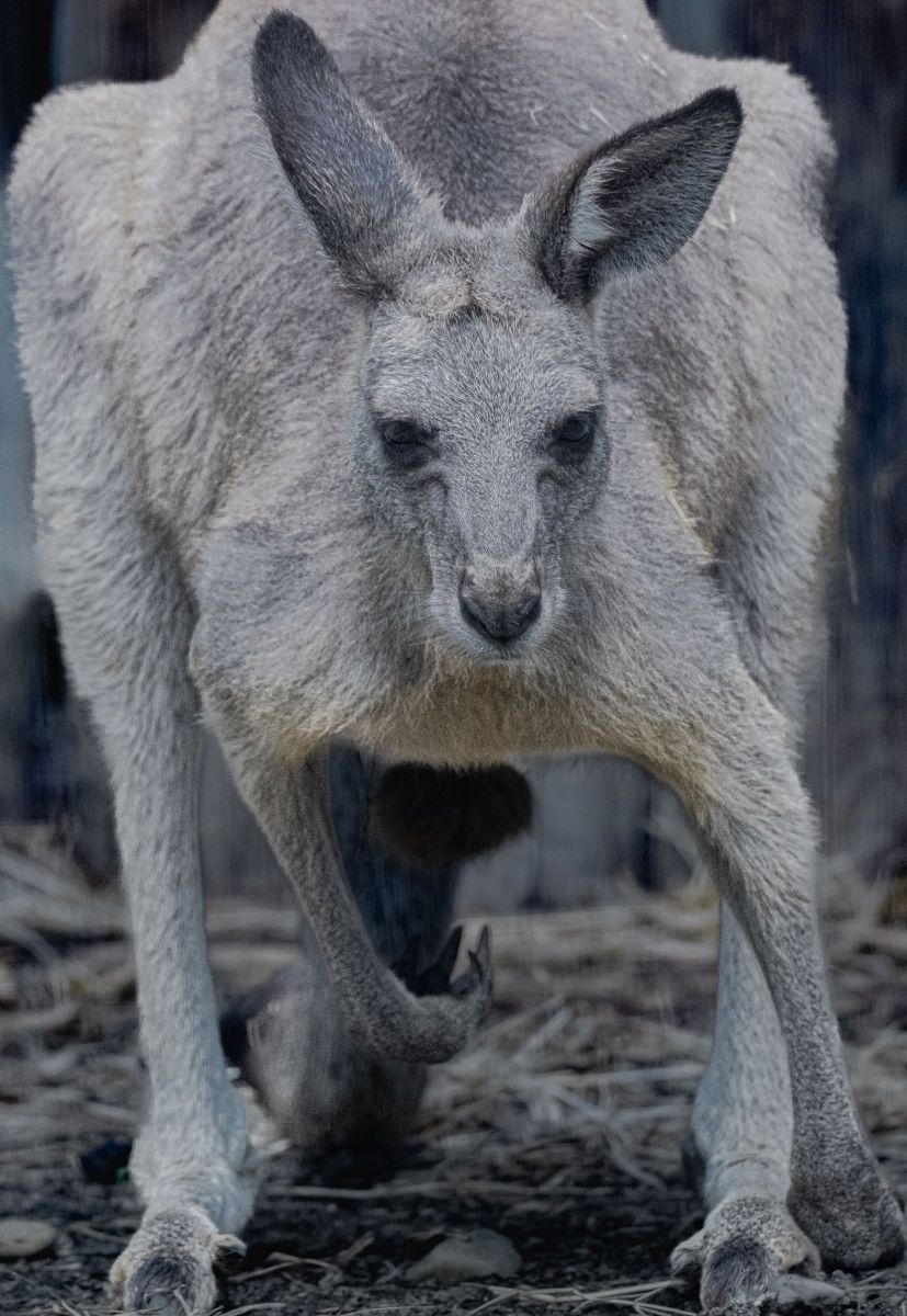 ビッグボス GANREF