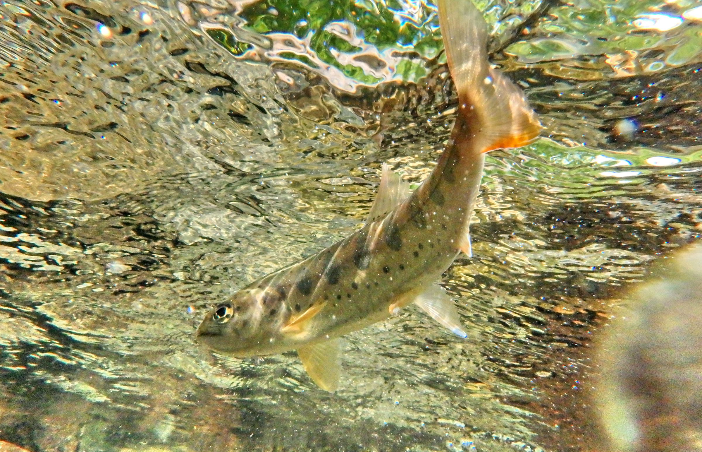 渓流魚・ヤマメ | GANREF