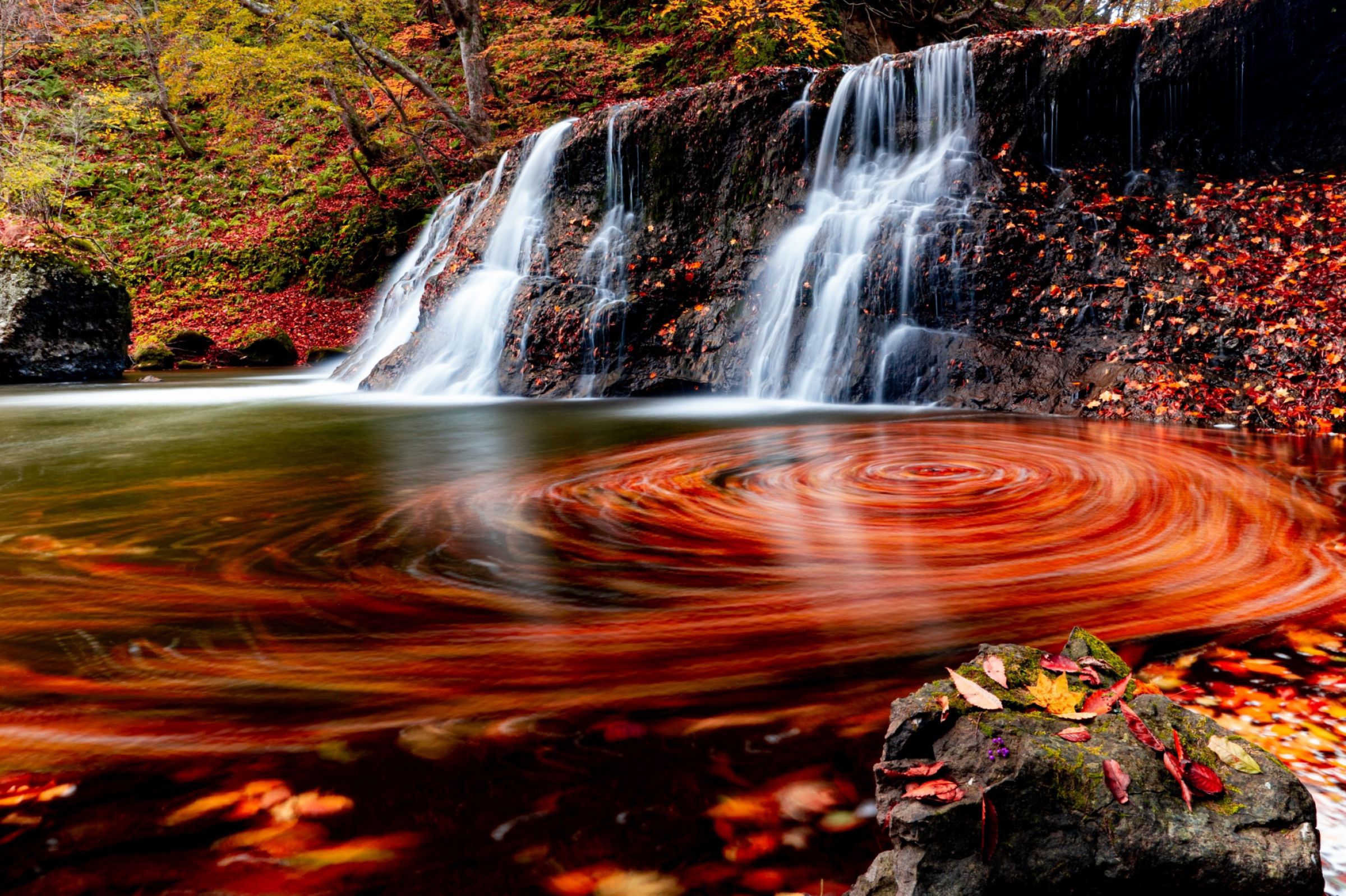 紅葉の渦 | GANREF