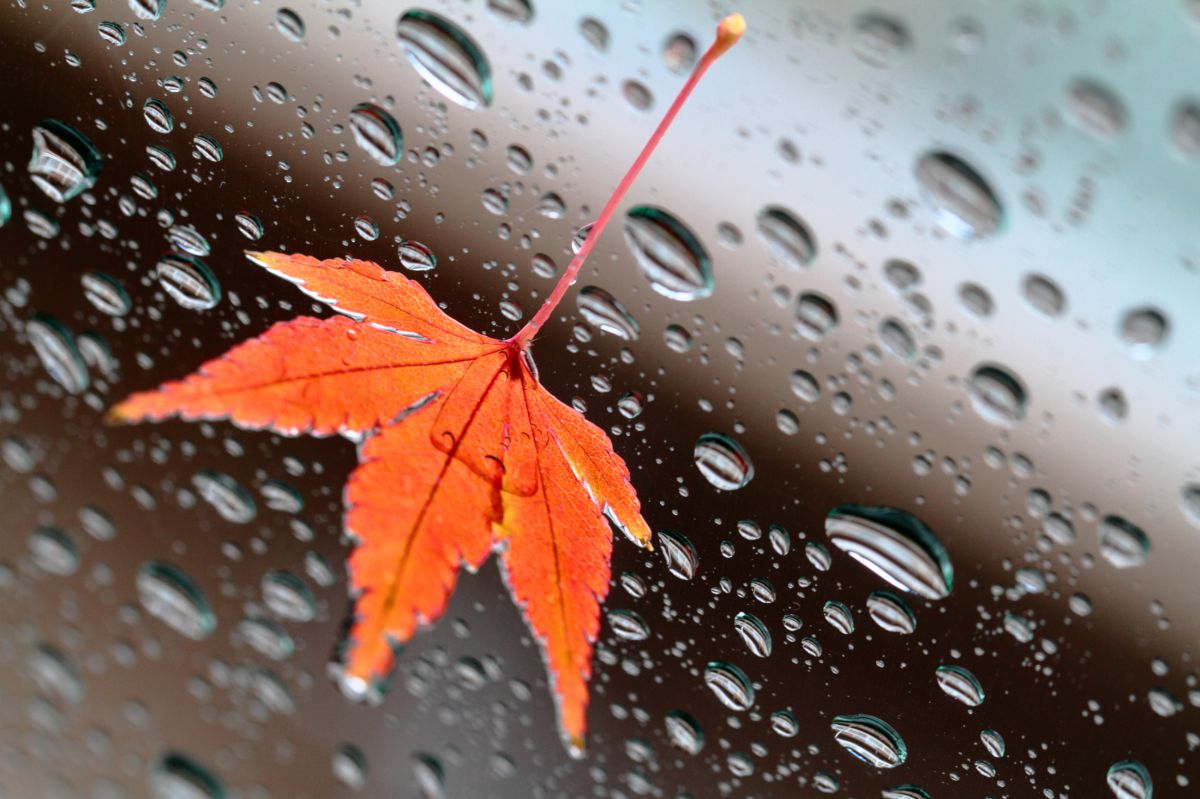 雨の朝 植物 紅葉 Ganref