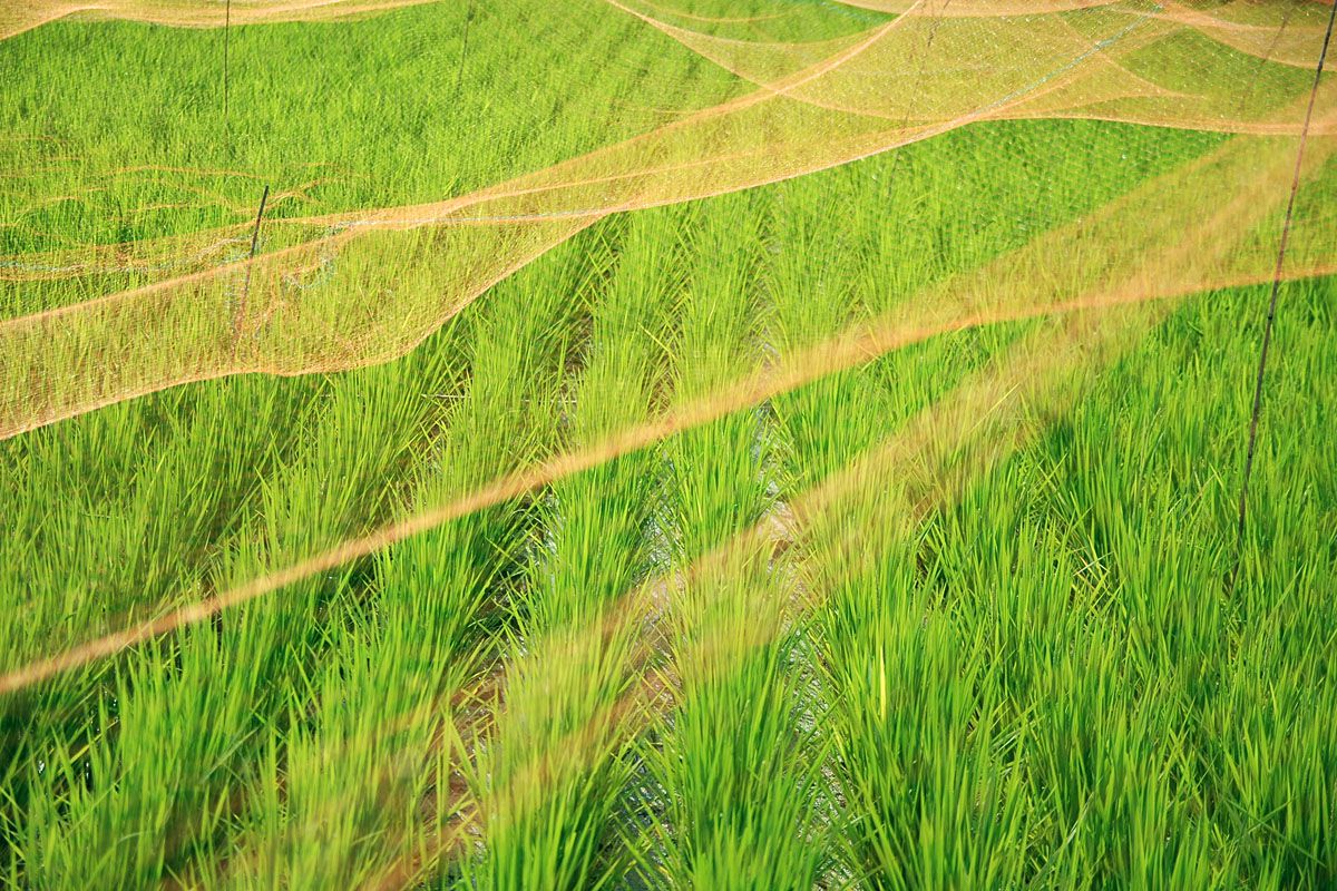 稲穂 植物 草 葉 芽 Ganref