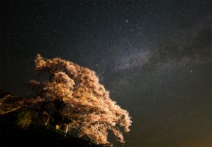 立体絵画の「吉高の大桜のライトアップ」 吉高の大桜ライトアップ直太郎中継ライブ - Samsung Members