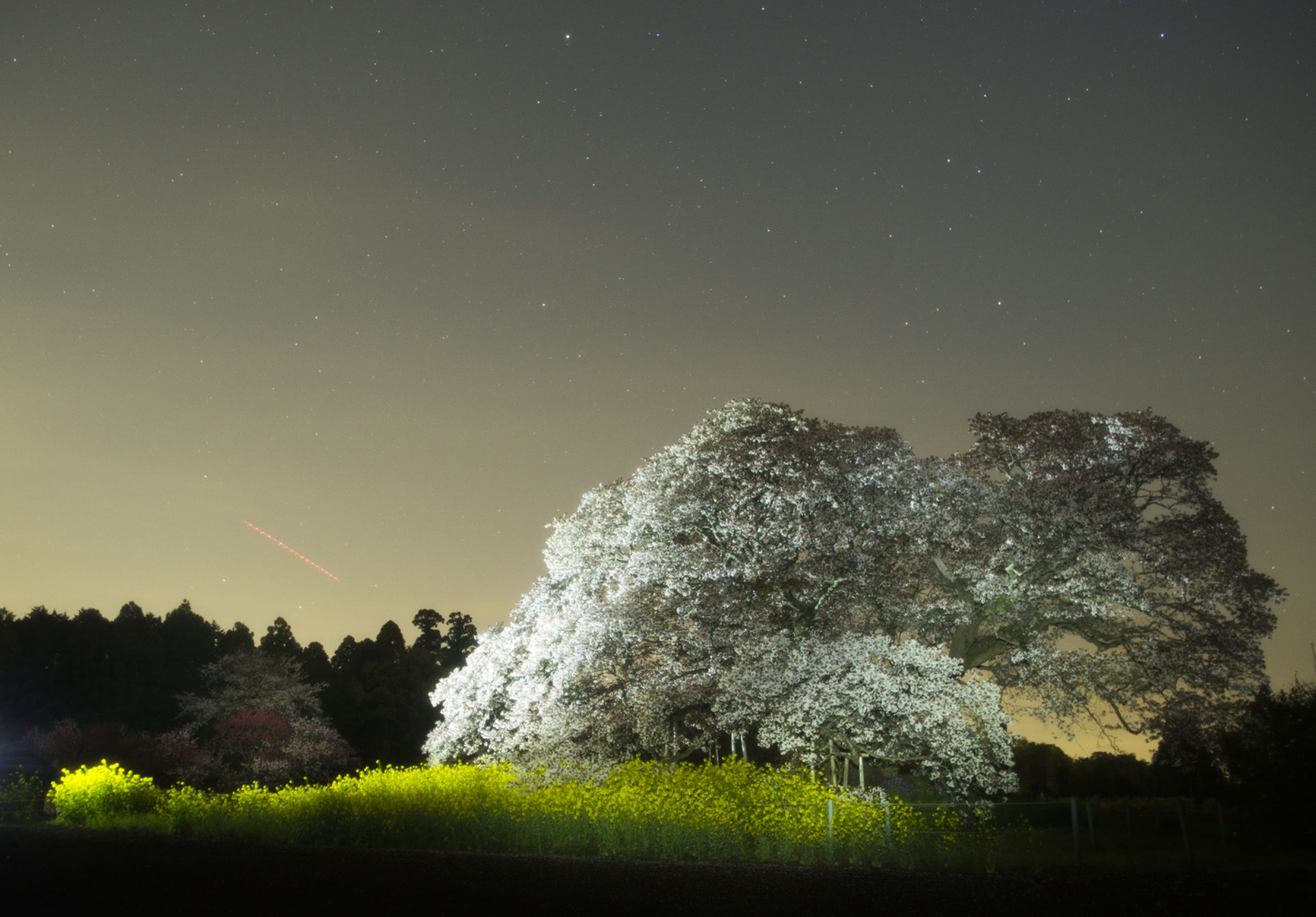 吉高の大桜のライトアップ 吉高の大桜 | GANREF