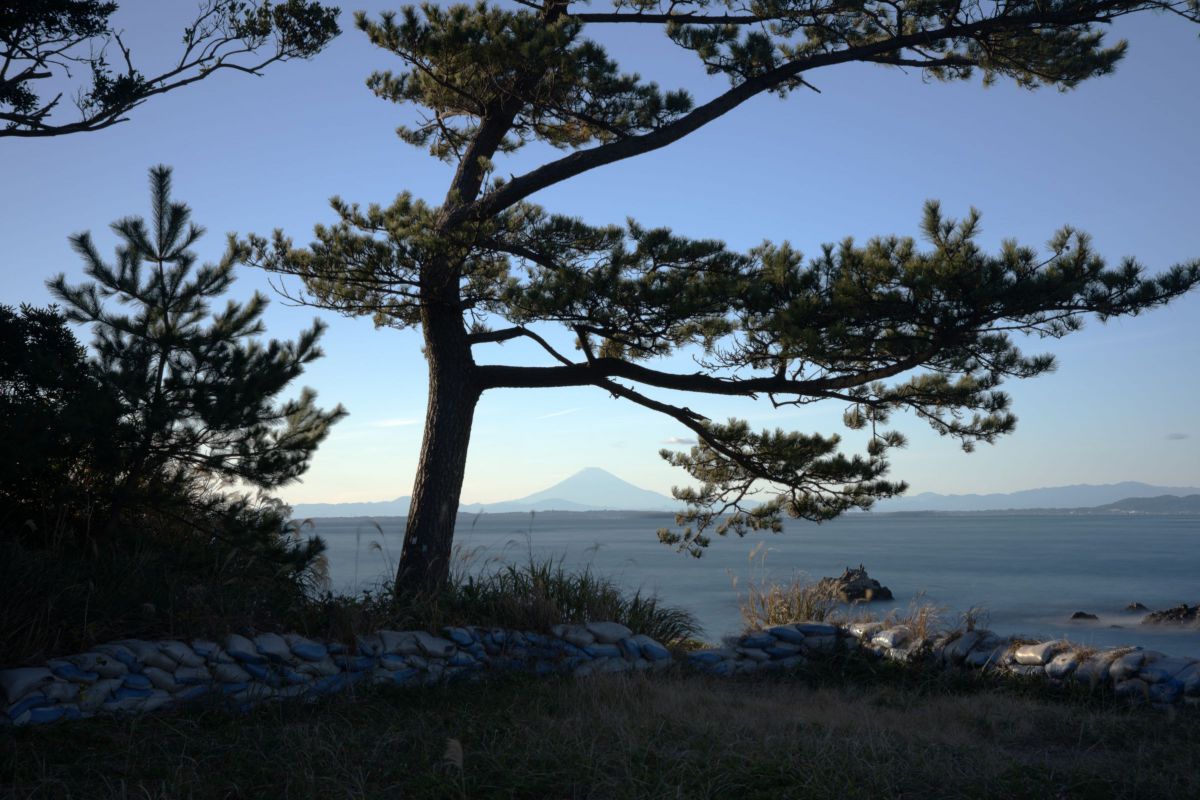 松と富士山 GANREF