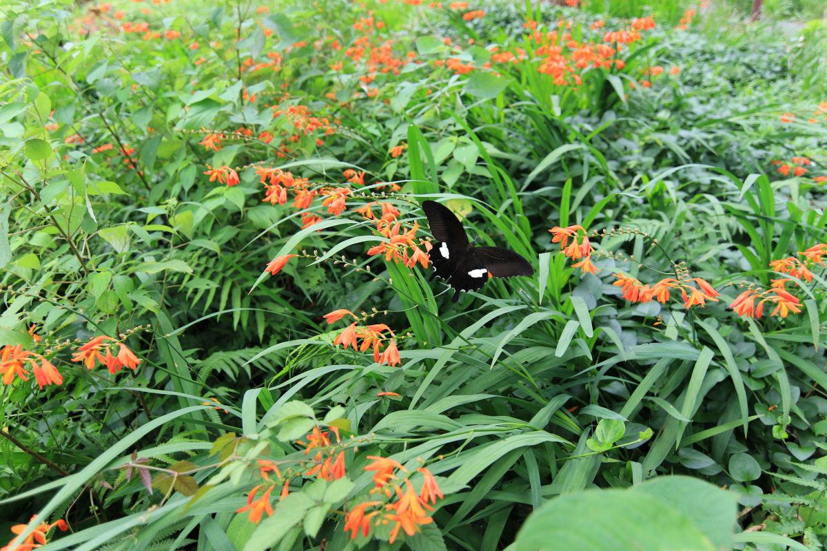 クロコスミアとモンキーアゲハ 動物 虫 昆虫 Ganref