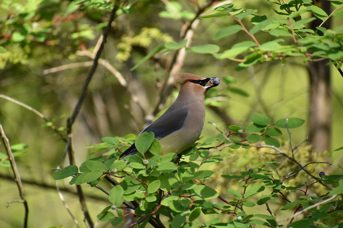 ブルーベリーを啄むヒメレンジャク 動物 鳥類 Ganref ブルーベリーを啄むヒメレンジャク 動物 鳥類 Ganref