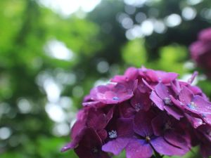 夏の日の巨大な雲 | GANREF