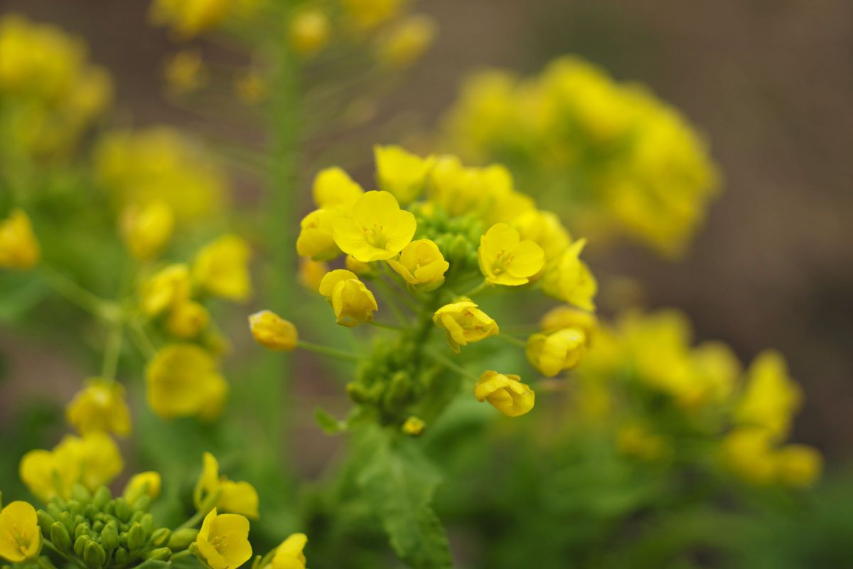 菜の花(240217） GANREF