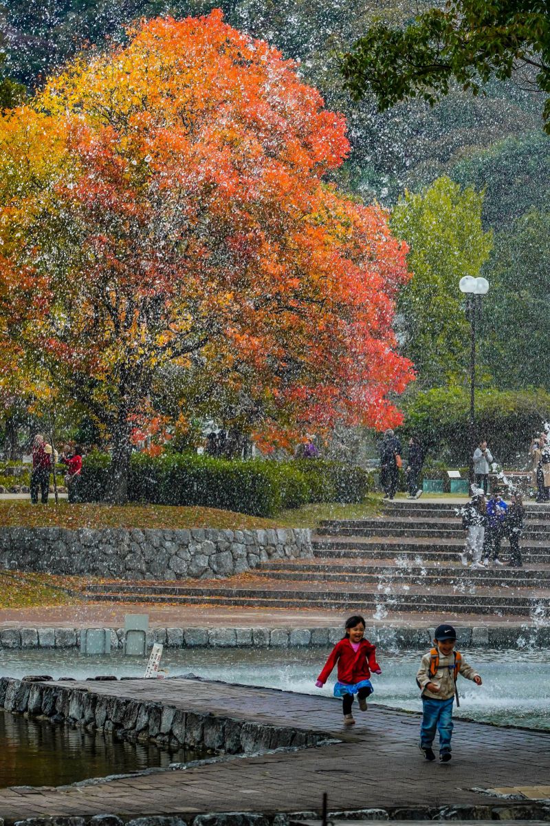52 Weeks Project」(42/52) 櫂の木（カイノキ）の紅葉 | GANREF