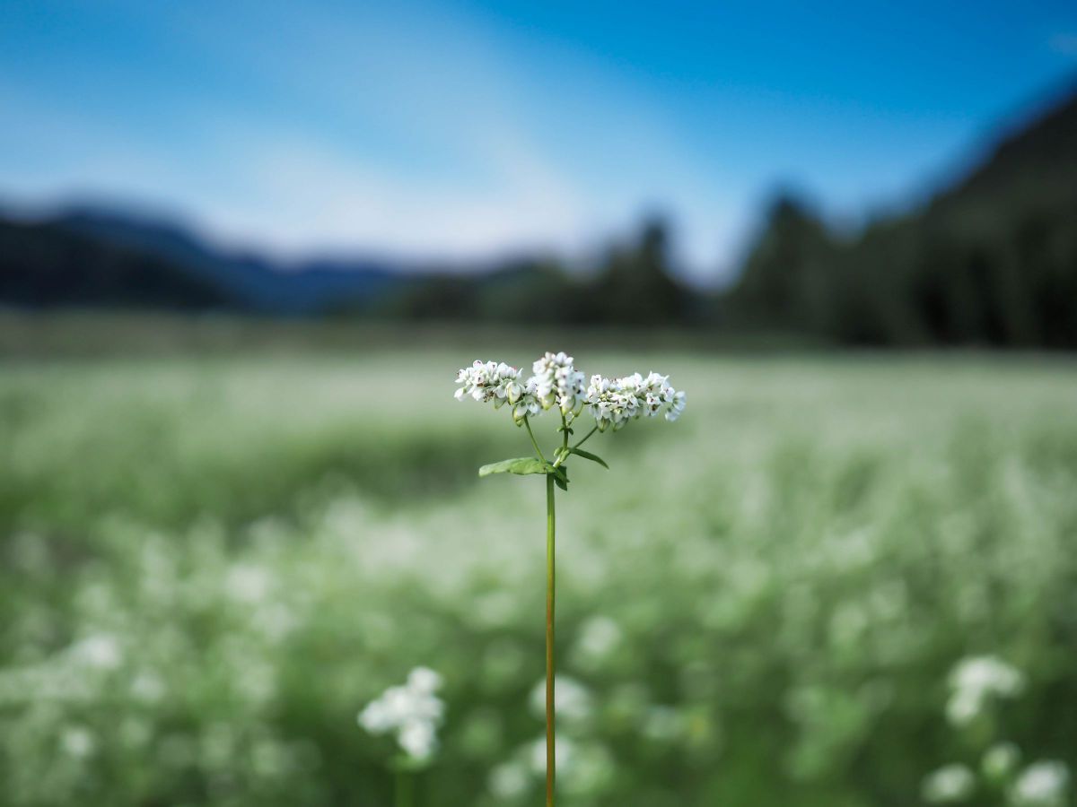 M.ZUIKO DIGITAL ED 17mm F1.2 PROで撮影された写真 | 写真検索 | GANREF