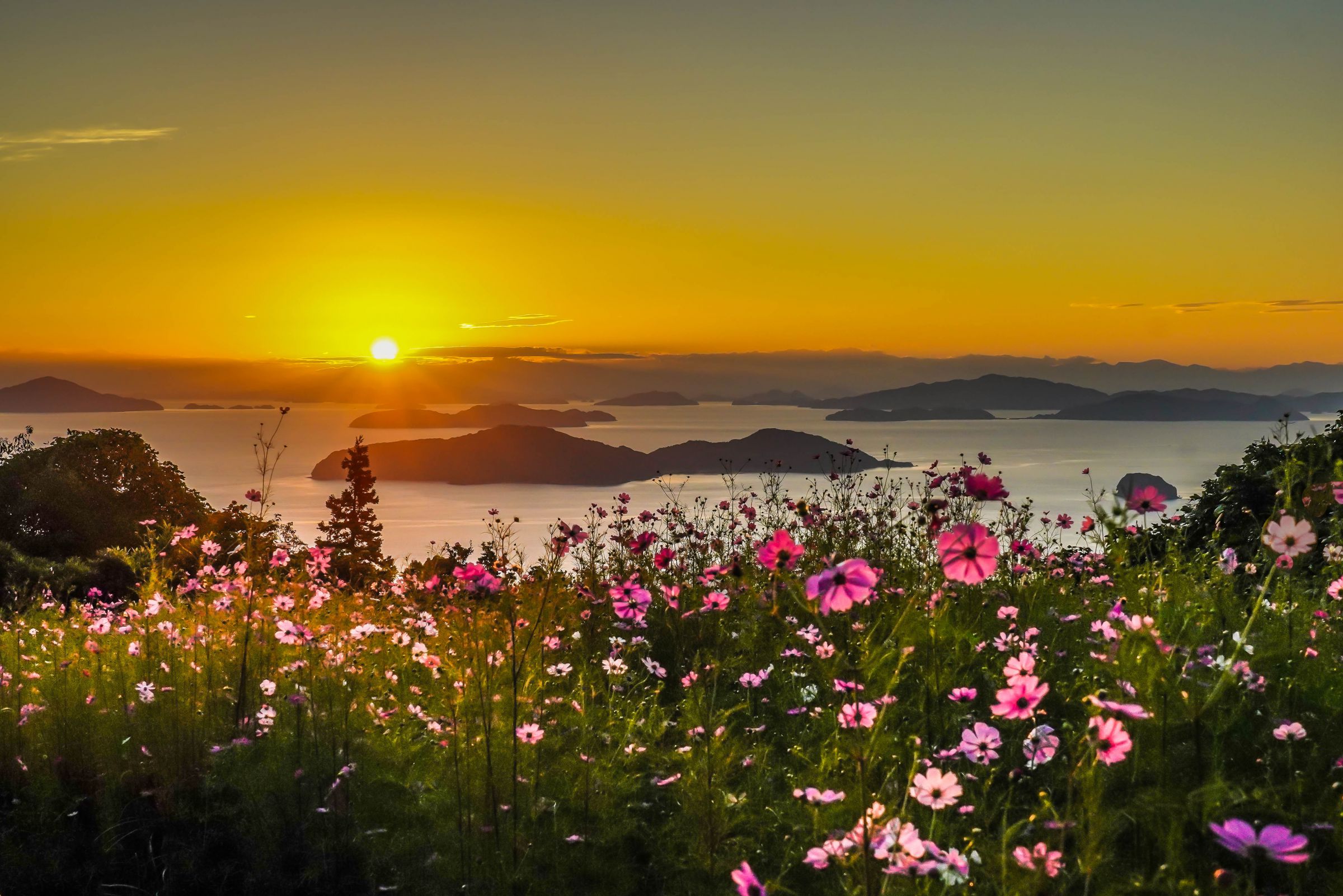 瀬戸内の日の出とコスモス | GANREF