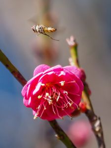 おぼろ夕陽 | GANREF