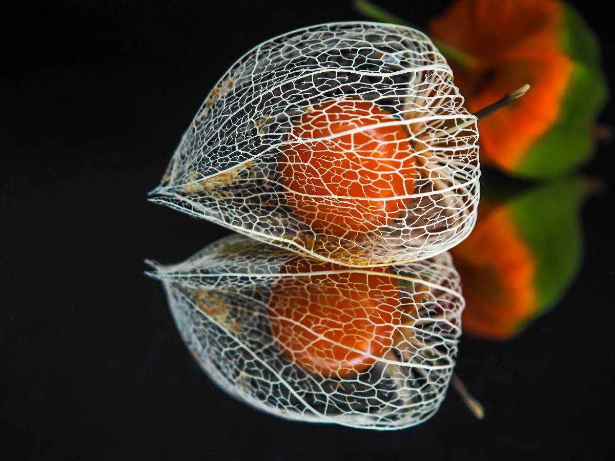 M.ZUIKO DIGITAL ED 30mm F3.5 MACROで撮影された写真 | 写真検索 | GANREF