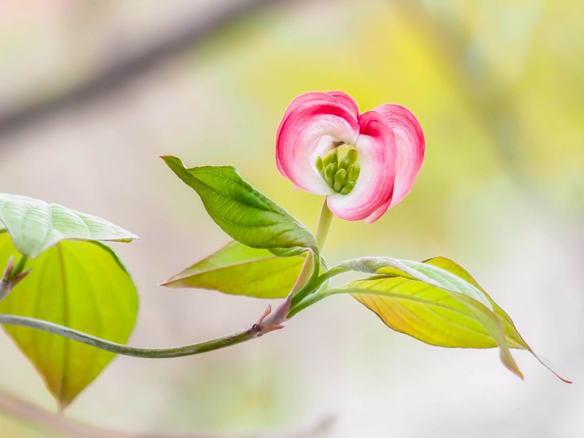 M.ZUIKO DIGITAL ED 40-150mm F2.8 PROで撮影された写真 | 写真検索
