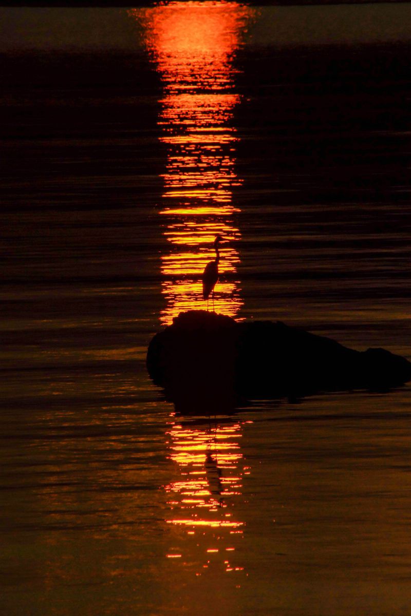 サンロードのサギ GANREF