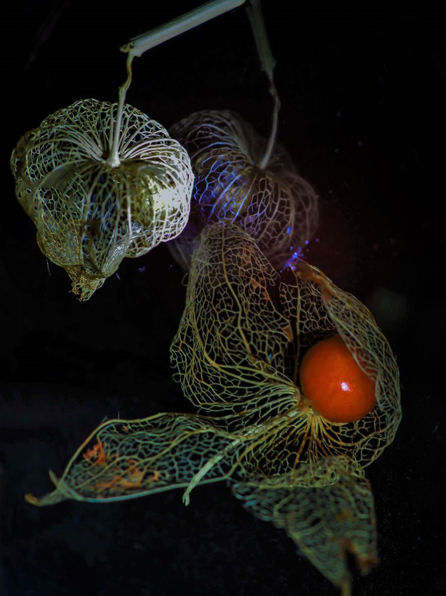 透かし鬼灯 ほおずき 植物 実 果実 Ganref