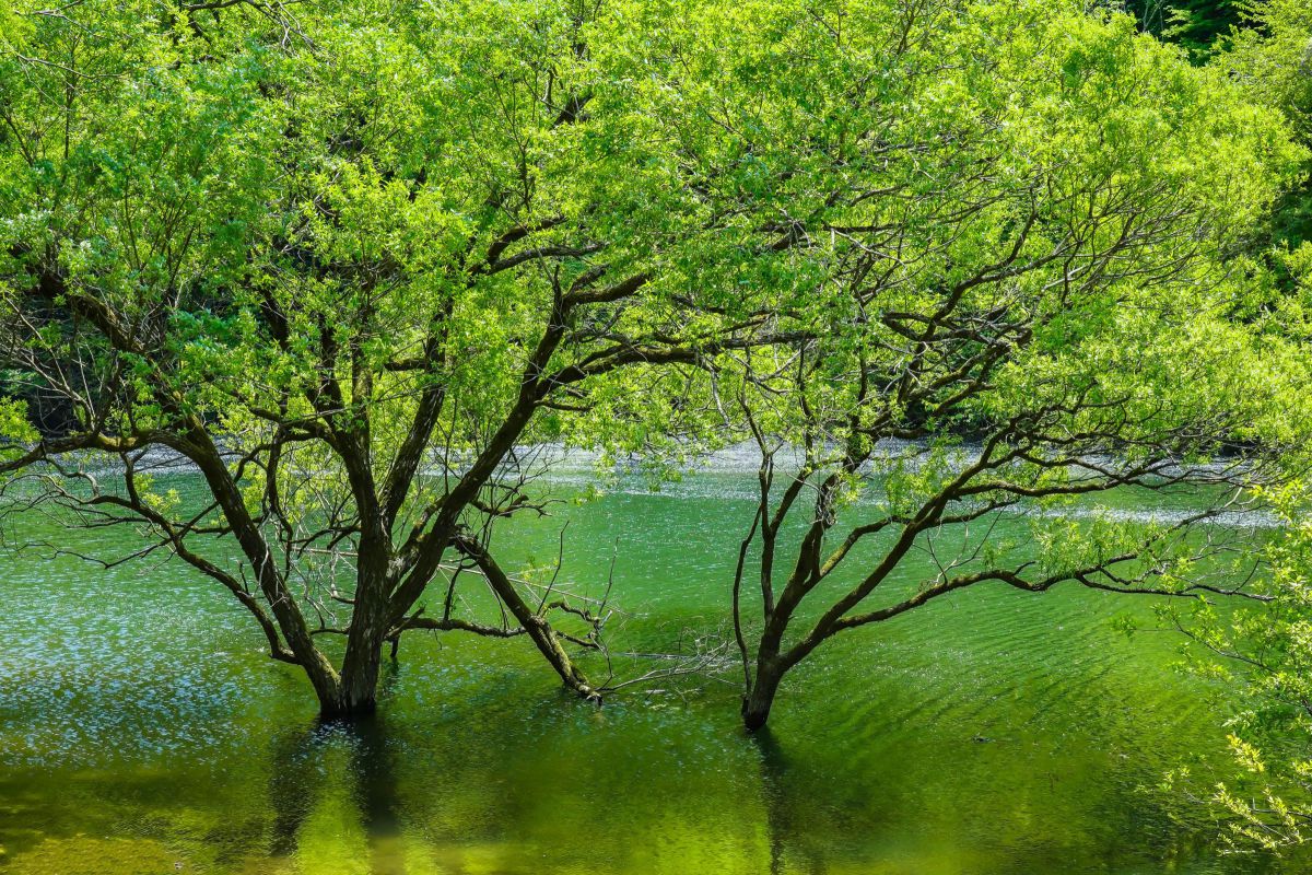 新緑：水没樹 | 新緑の白川ダム Verdurous Shirakawa Dam – UQKPP