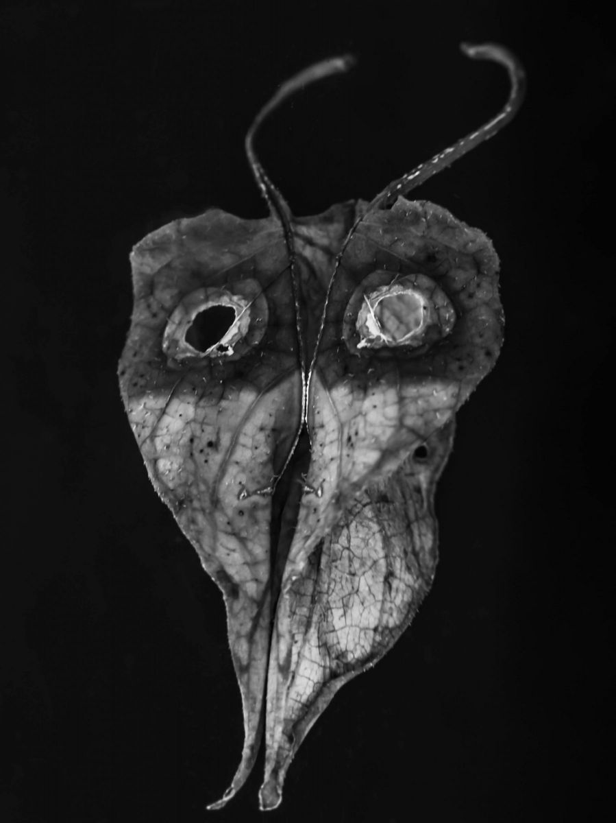 Face | GANREF