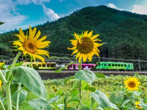 ひまわりの写真2026 | “お題”の写真をみんなで投稿しよう！ | GANREF