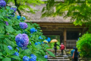 紫陽花の写真2022 | “お題”の写真をみんなで投稿しよう！ | GANREF