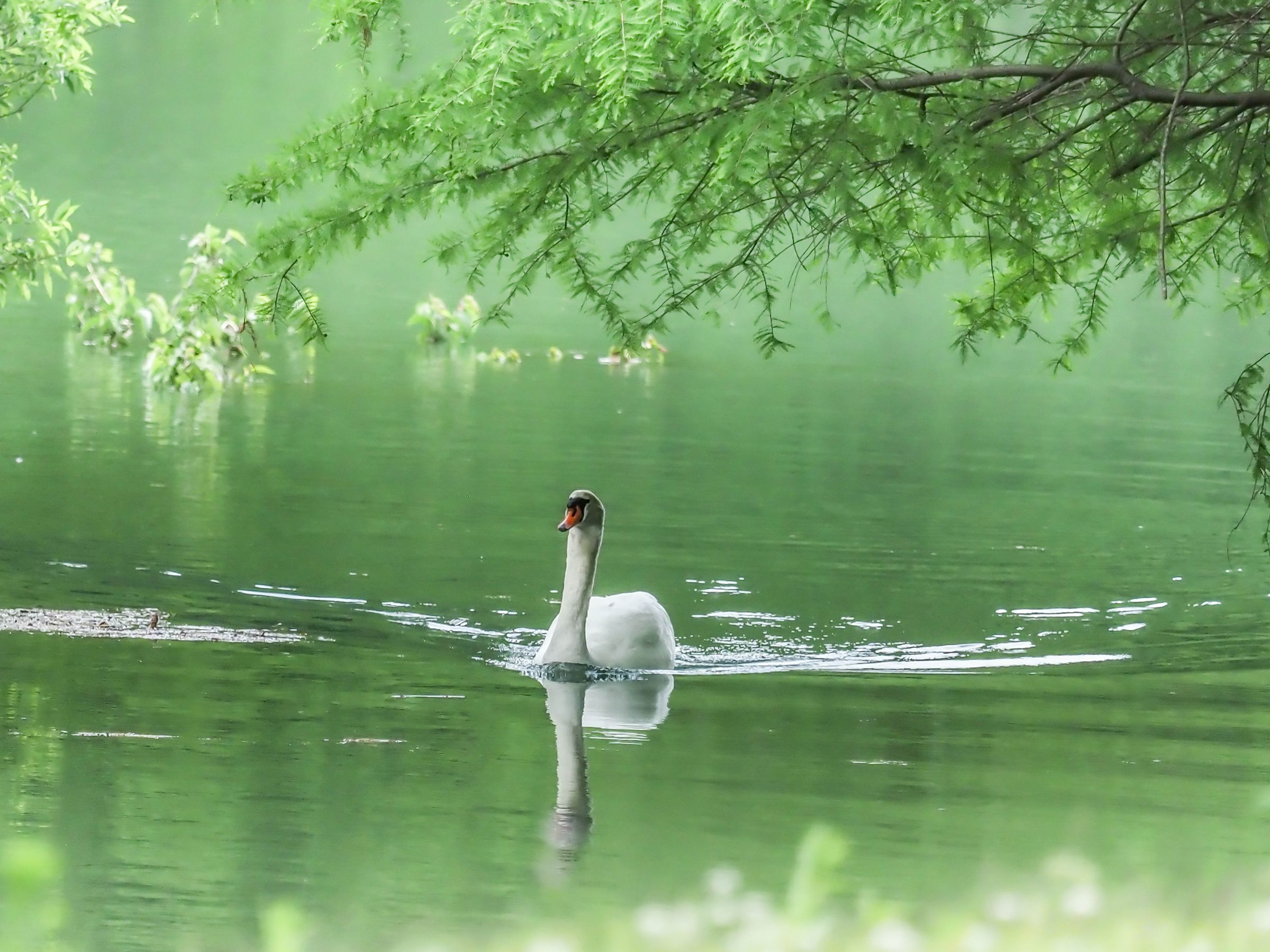 油彩画 白鳥のいる湖 白鳥の湖」 by hakokaze｜Artmeter｜暮らしを彩る