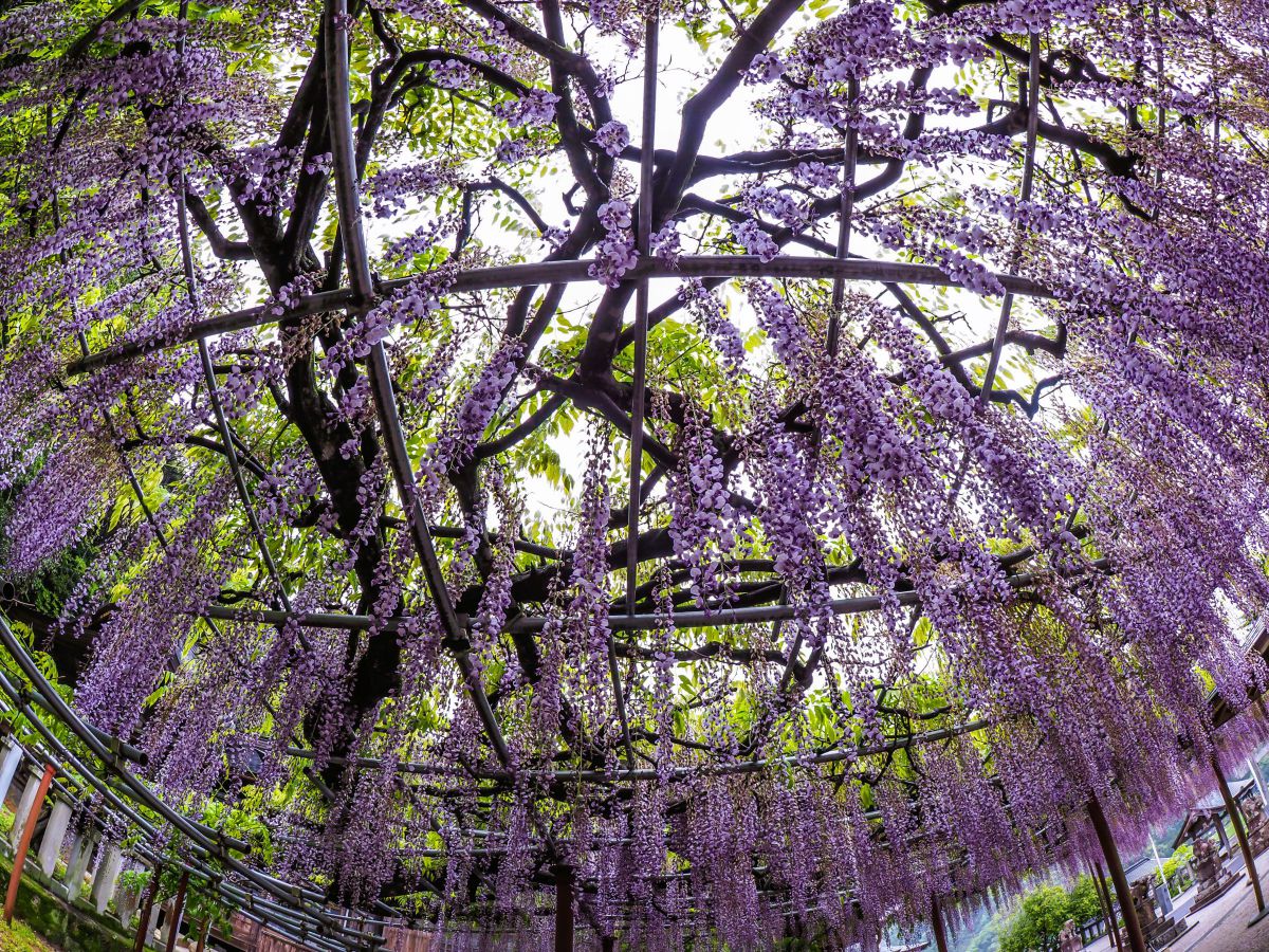 ZUIKO DIGITAL ED 8mm F3.5 Fisheyeで撮影された写真 | 写真検索 | GANREF