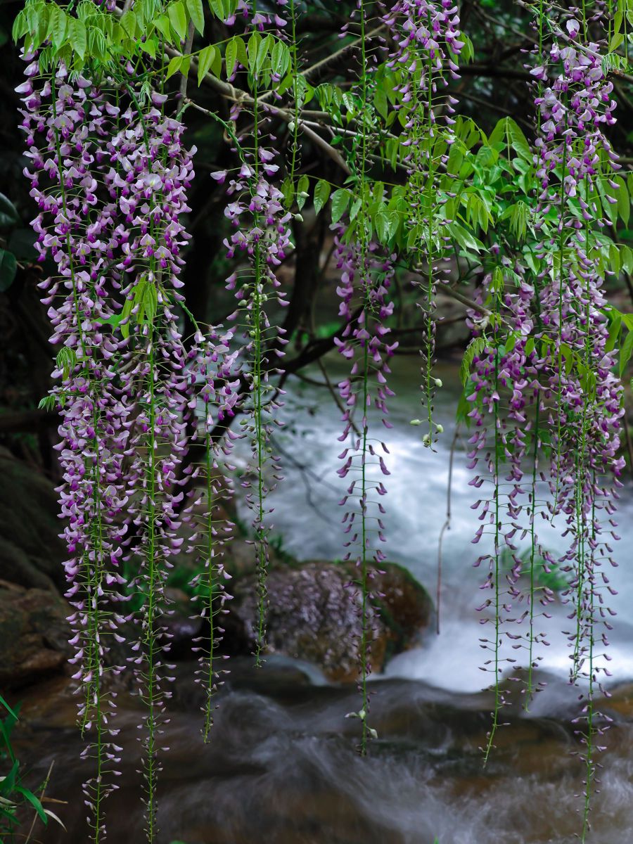 ari作   題名「藤の花」 藤の花」ウタヨミビト official web site PAGE