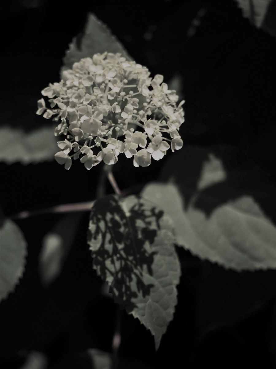 我が家のアナベル 植物 花 花びら Ganref