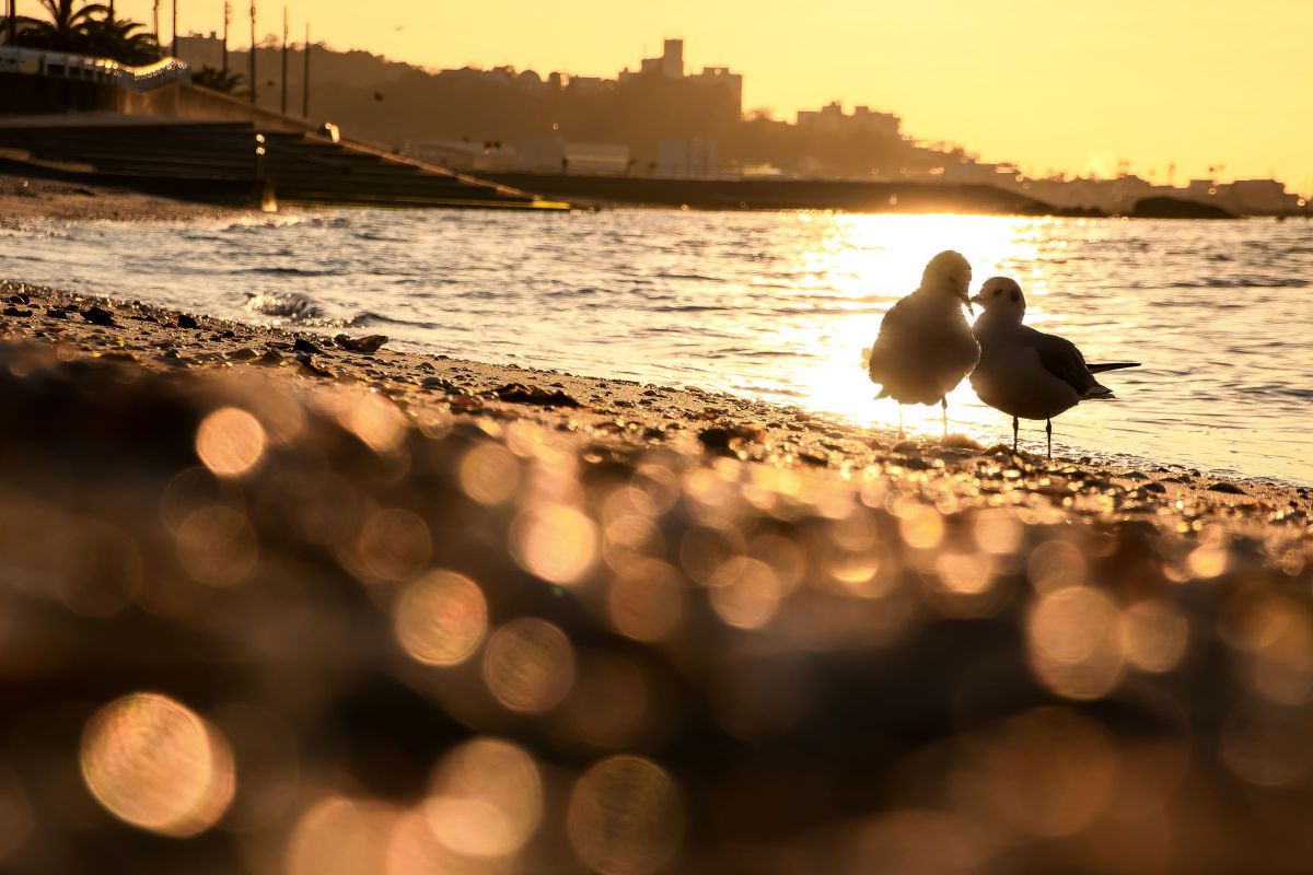 Cyber-shot DSC-RX100M7で撮影された写真 | 写真検索 | GANREF