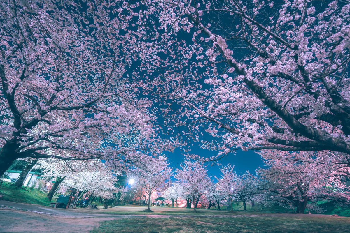 桜空ページ 桜空に想う | GANREF