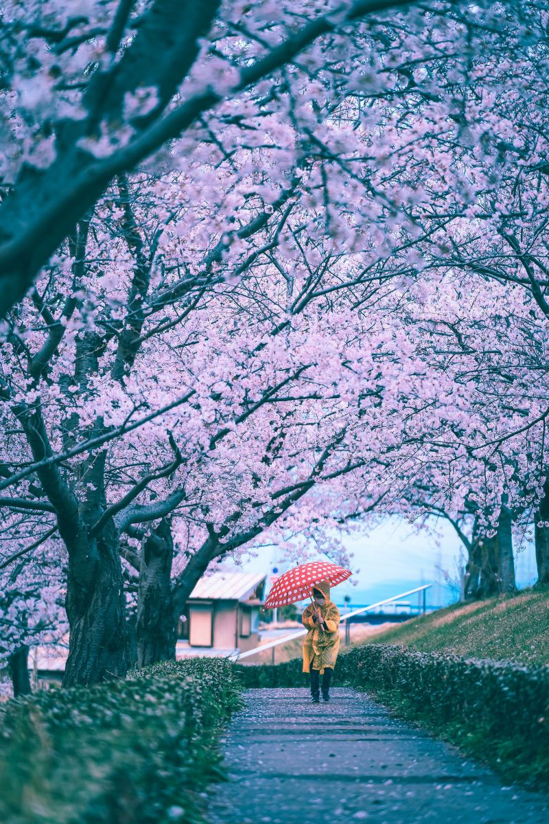 雨降る桜道 | GANREF
