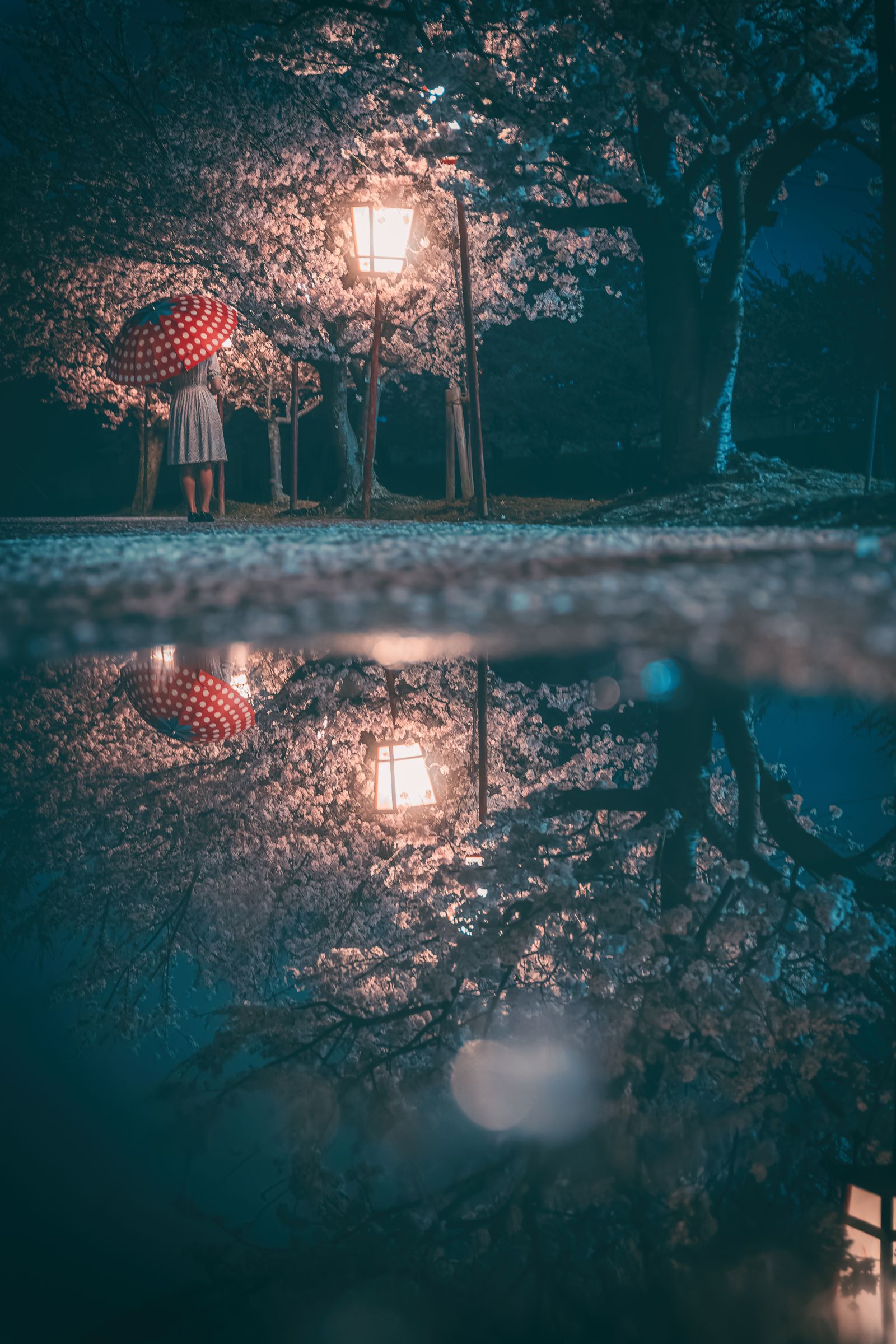 雨上がりの桜道 | GANREF