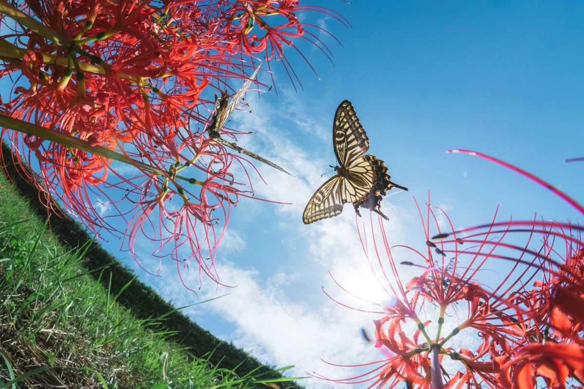 7Artisans 7.5mm F2.8 Fish-eye IIで撮影された写真 | 写真検索 | GANREF