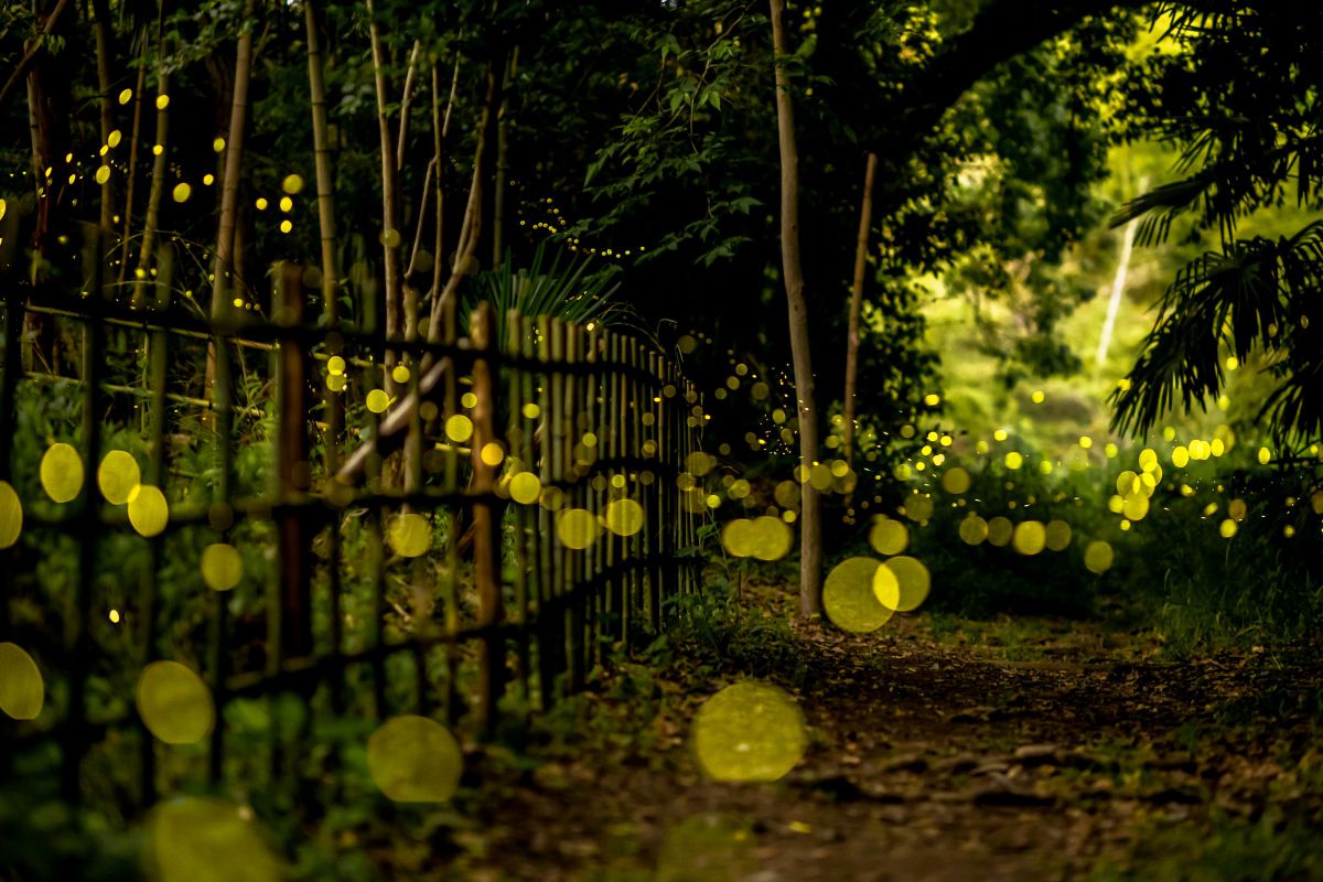 Planar T＊85mm F1.4 ZAで撮影された写真 | 写真検索 | GANREF