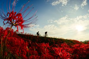 彼岸花の写真2025 | “お題”の写真をみんなで投稿しよう！ | GANREF