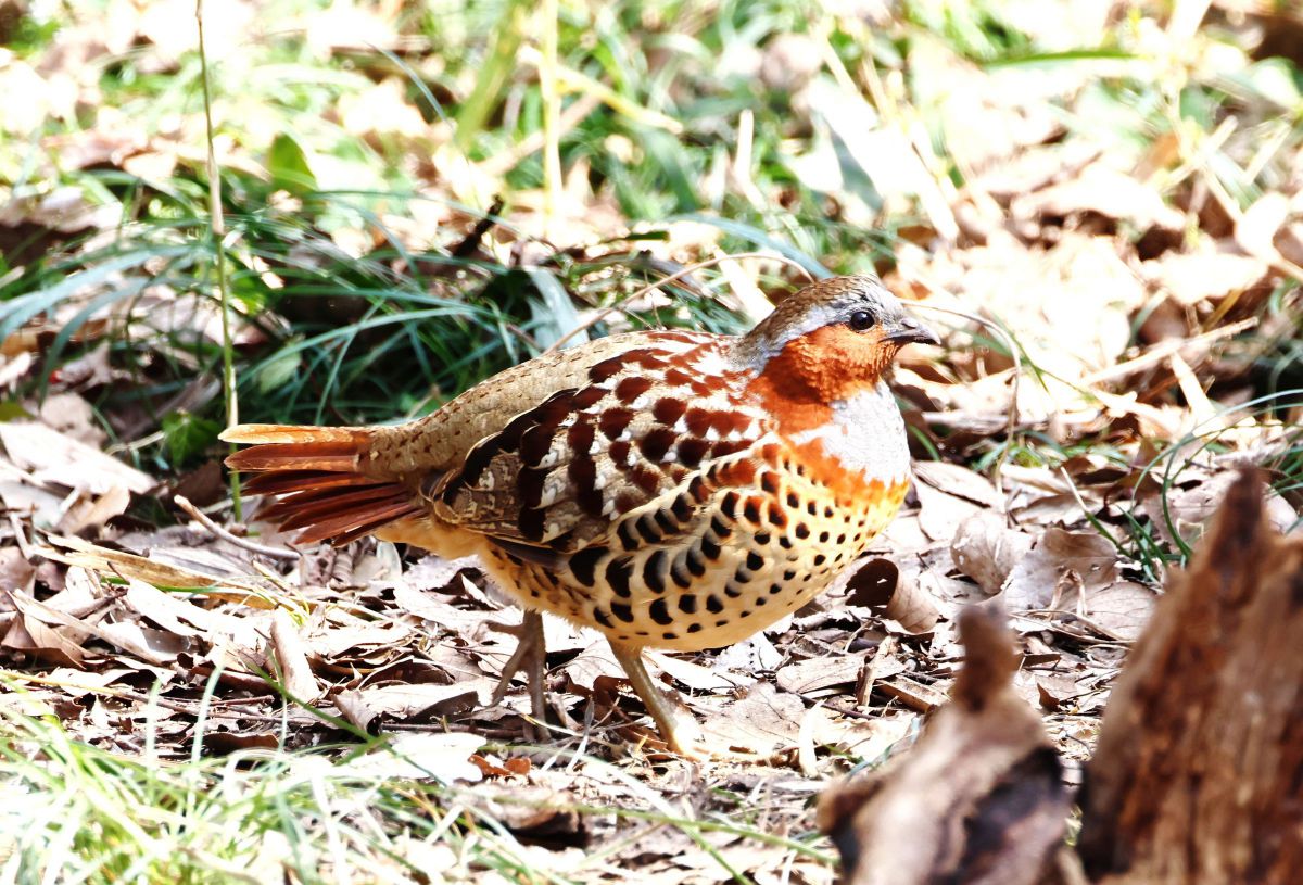 コジュケイ GANREF