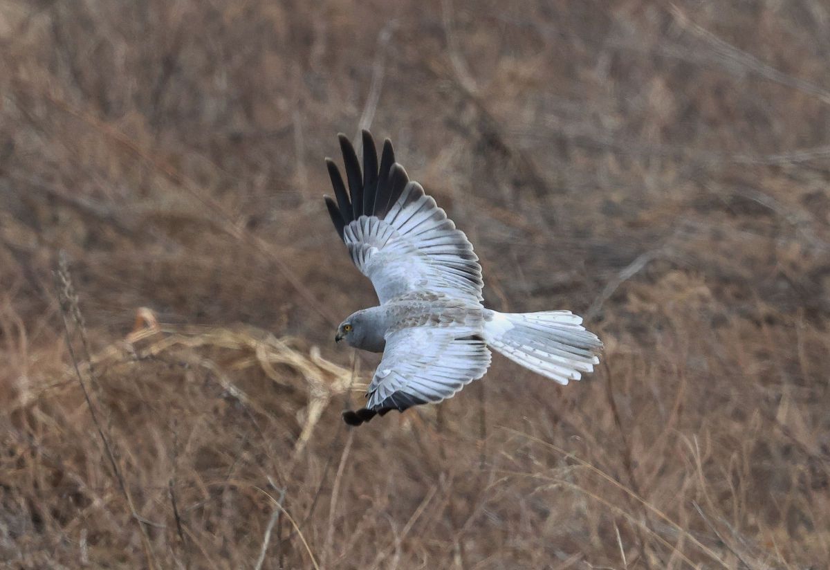 ハイイロチュウヒ GANREF