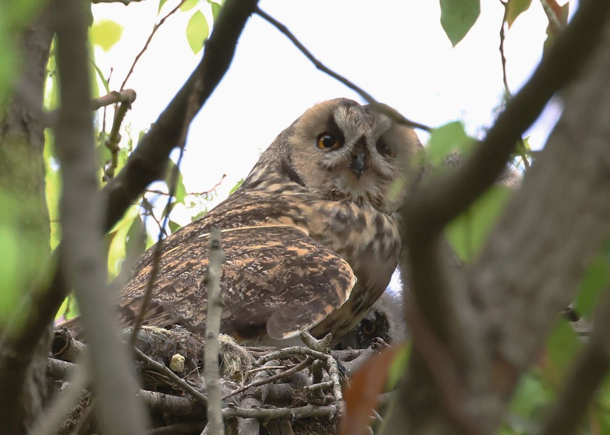 トラフズク GANREF