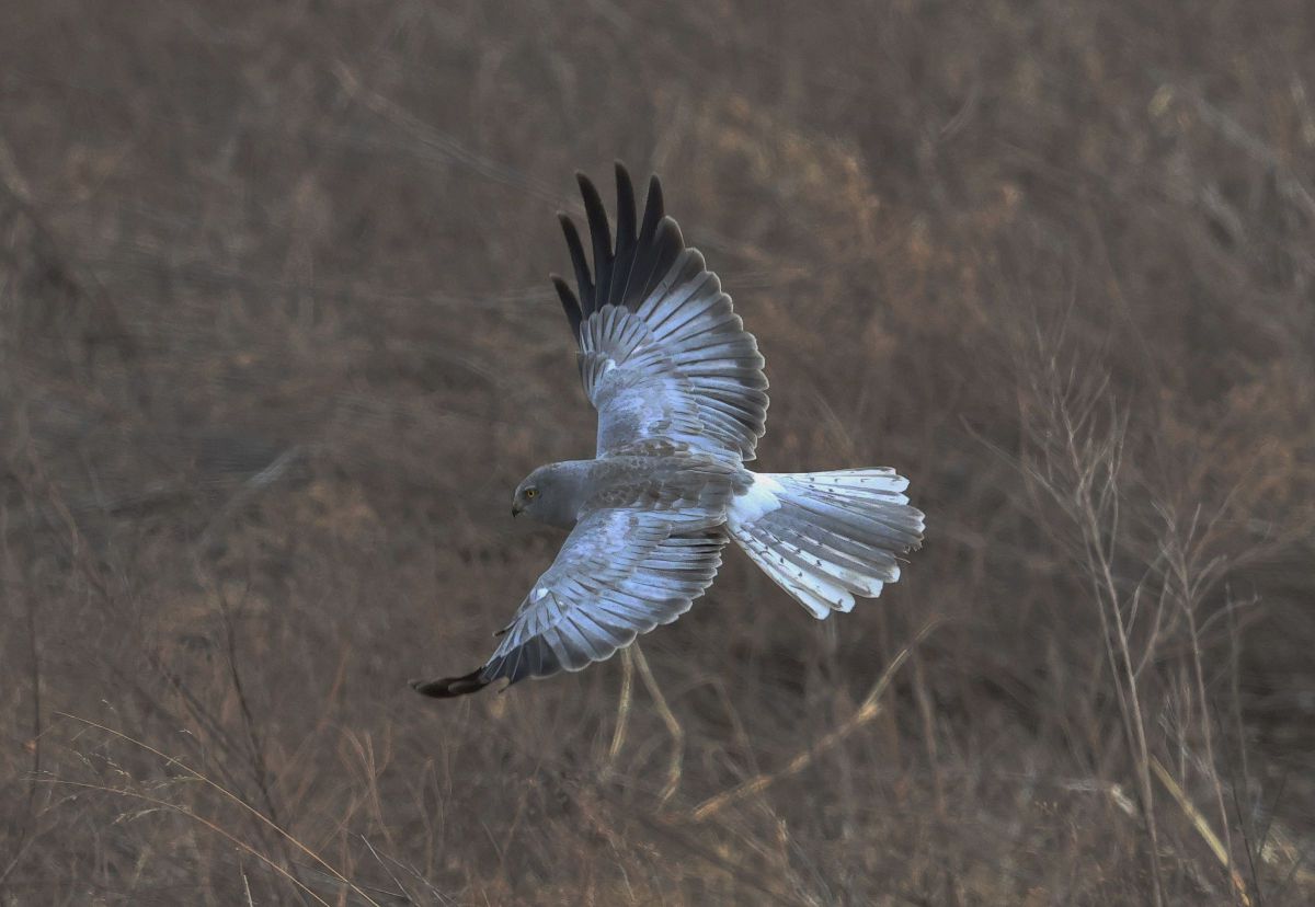 ハイイロチュウヒ GANREF
