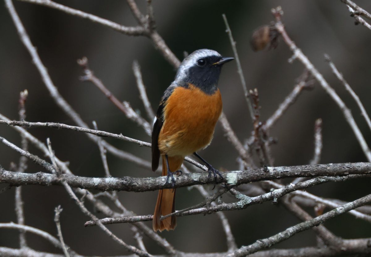 ジョウビタキ GANREF