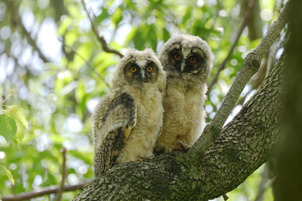 トラフズク GANREF